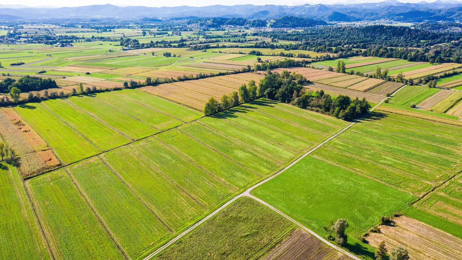 Green farmland seen from above