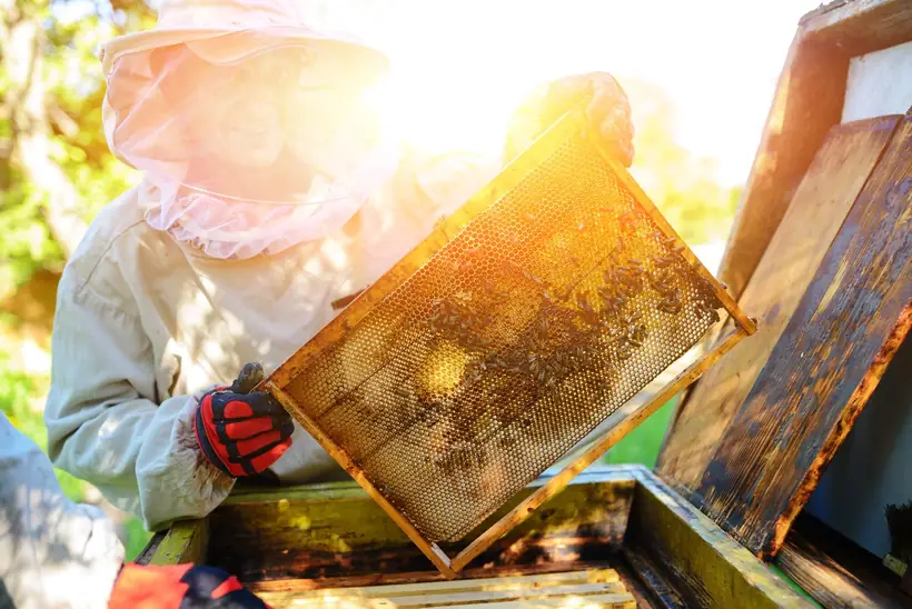 A beekeeper holding a honeycomb frame