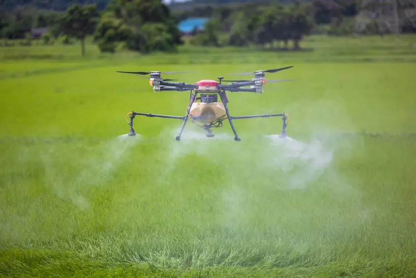 An agricultural drone spraying a rice field