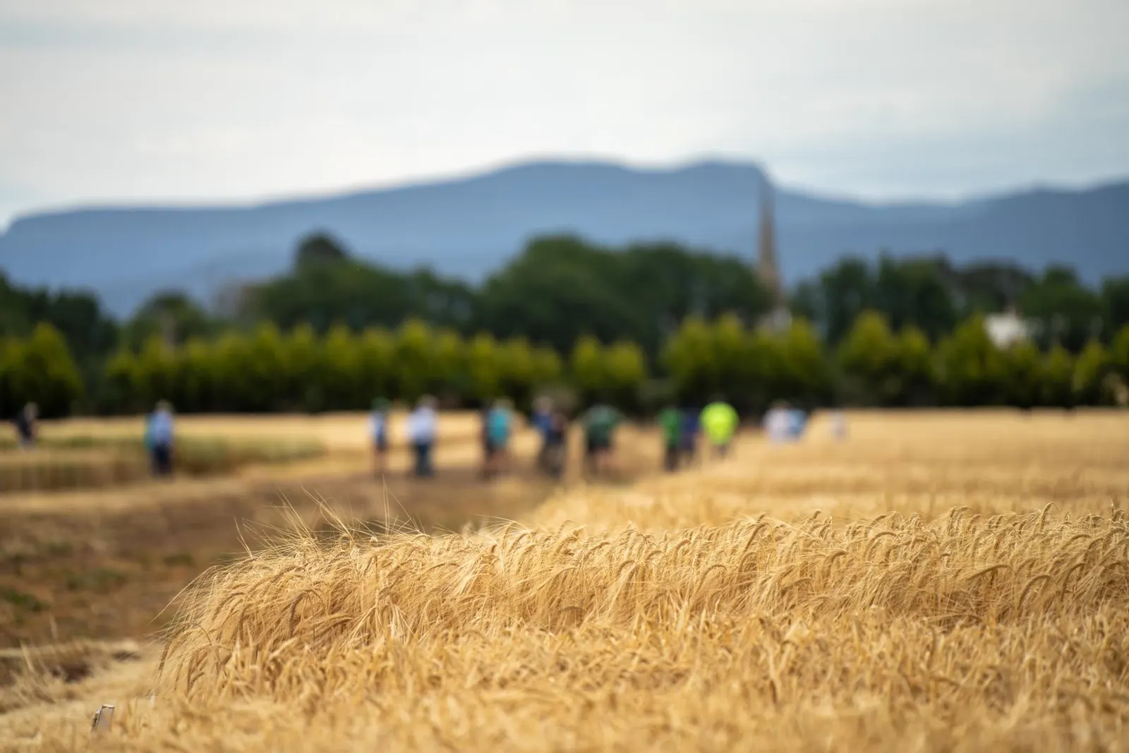 Farmers at a field day