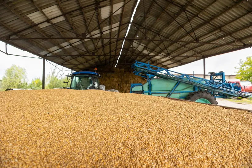 Stored maize grain